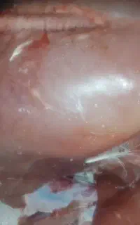 گوشت بوقلمون تلفاتی مخصوص سگ و گربه نژاد دار
