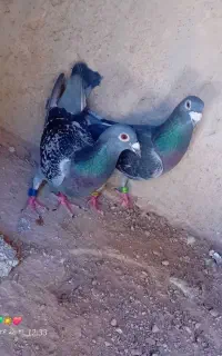 کبوتر پلاکی