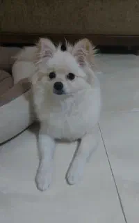 سگم گمشده