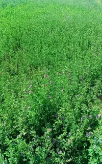 یونجه درجه یک