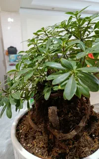 گل بن سای