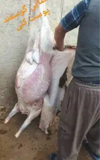 گوشت کاوه نر مست مست چاق درجه یک کیلویی 900