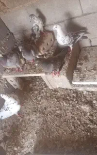 با سلام خدمت دوستان عشق باز