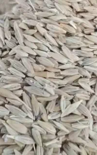 جو دیم محلی