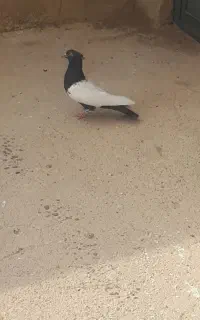 گمشده سینه سیاه