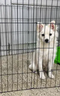 سگ پامر اشپیتز