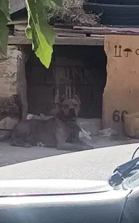واگذاری سگ