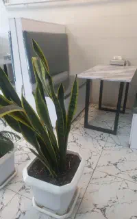 کارگر/خانم