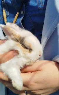 فروش بچه خرگوش