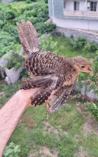 جوجه بلژیکی دوماهه