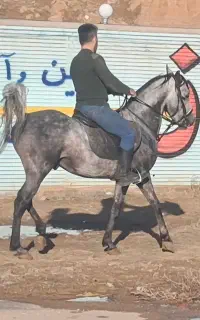 اسب کردباشجره وباصالت مخصوص شوسواره وگشت