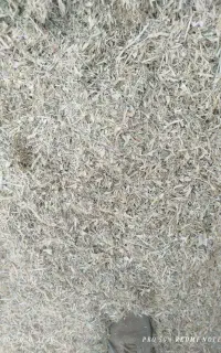 کاه لوبیا