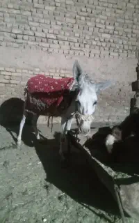 الاق ماده