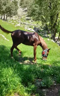 اسب