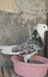 کفتر کردستان
