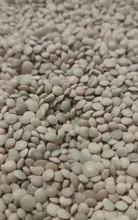 عدس دیم امسالی درجه یک کوه شاه جهان