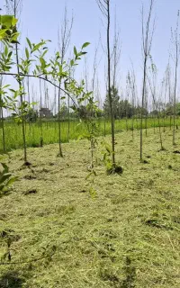 علف زنی ،چمن زنی