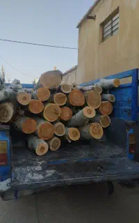 فروش چوب صنوبر