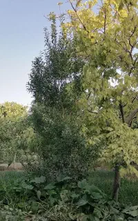آب اسپیچار نطنز کشه دارای سند قطعی از نطنز 400 م