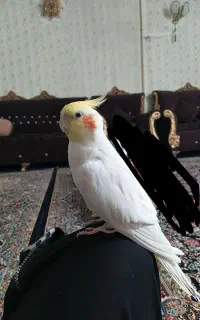 عروس هلندی نروماده با قفس و تخم