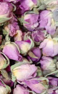 غنچه گل محمدی تازه