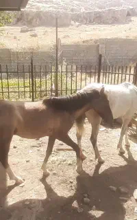 فروش فوری اسب