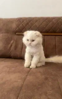 گربه اسکاتیش
