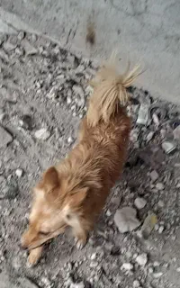 سگ خونگی