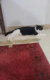 ماده