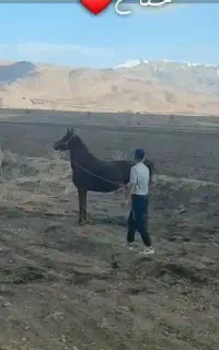 مادیان