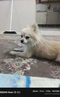 پامر