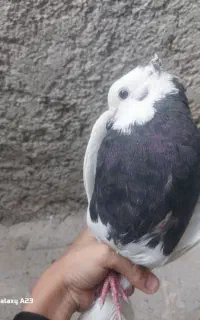 کبوتر