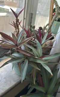 گل گلخانه ای