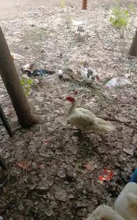 فروش اردک اسرائیلی
