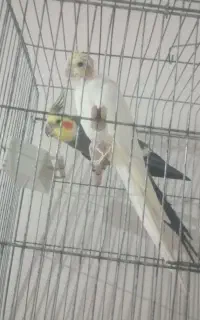 عروس هلندی جفت