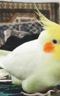 عروس هلندی