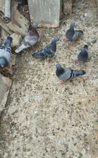 کفتر پلاکی