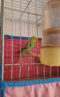 مرغ عشق سخنگو