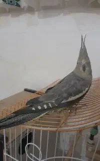 عروس
