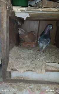 یک‌جفت‌کبوترلانه‌آبادکن.