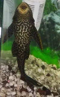 لجن خوار