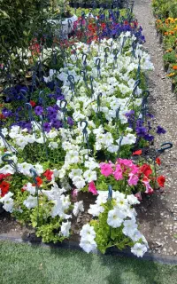 خدمات باغبانی،فروش درخت زینتی