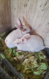 دو عددخرگوش نر بالغ 6 ماه