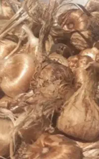 پیاز زعفران
