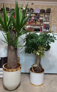 گیاه اپارتمانی