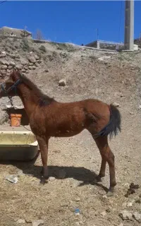 کره اسب