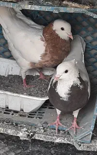 یک جفت کفتر طوقی
