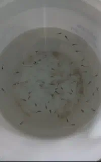 بچه ماهی گوپی