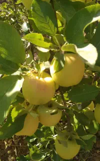 سیب درختی ، همه مدل ، از مجلسی گرفته تا پا درختی