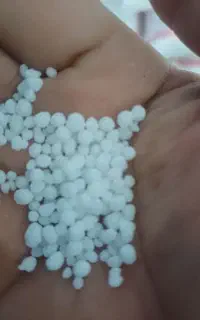 سلام فروش ۸۵کیسه کودسفید